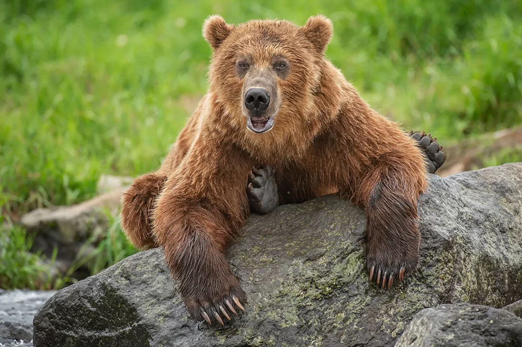 سرشاخ شدن و شوخی های عجیب یک مرد روسی با خرس+فیلم