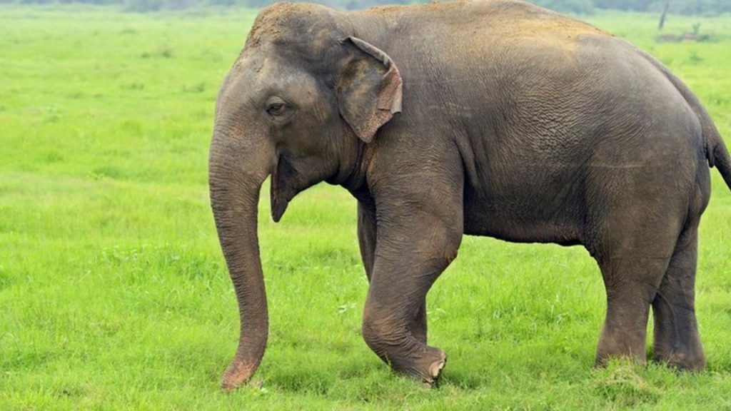مقدس ترین فیل سریلانکا در سن ۶۸ سالگی مرد