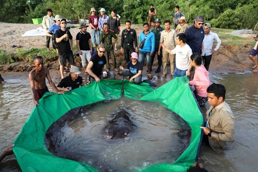 صید بزرگترین ماهی جهان در کامبوج