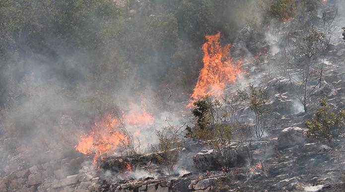 جزئیاتی از آتش سوزی در تالاب بین المللی انزلی
