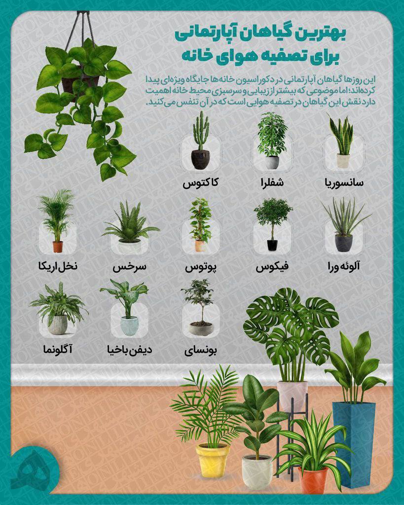 بهترین گیاهان اپارتمانی برای تصفیه هوای خانه