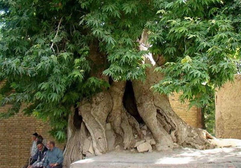 درخت ارس ۱۵۰۰ ساله در قزوین ثبت ملی شد