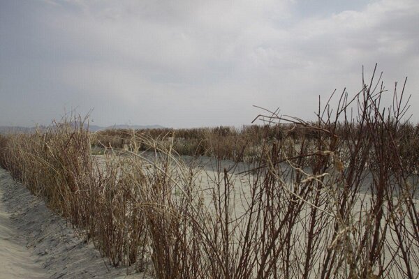 اجرای طرح بادشکن غیرزنده در حاشیه دریاچه ارومیه