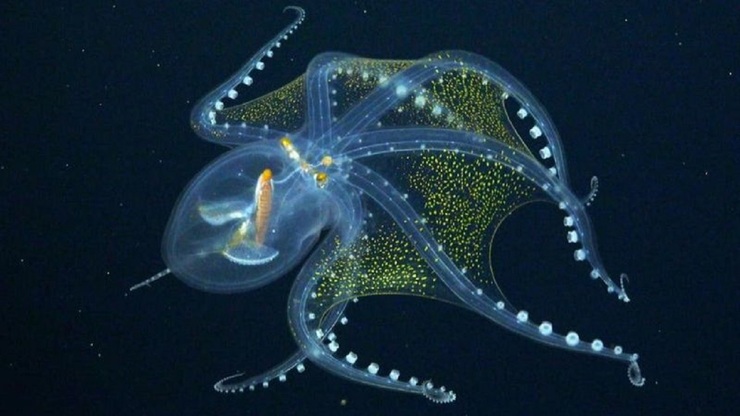کشف یک اختاپوس شیشه ای و شگفت انگیز در اعماق اقیانوس آرام+فیلم