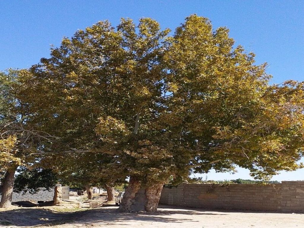 ثبت درخت چنار کهنسال قنات قصبه گناباد در فهرست میراث طبیعی ملی