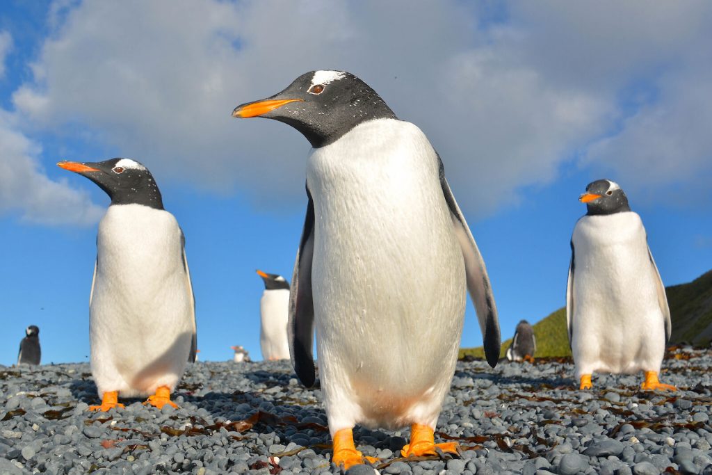 مرگ بی سابقه پنگوئن ها در آرژانتین در سال ۲۰۱۹