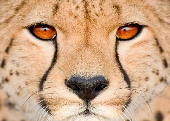 اعلام هشدار در مورد احتمال انقراض یوزپلنگ ایرانی