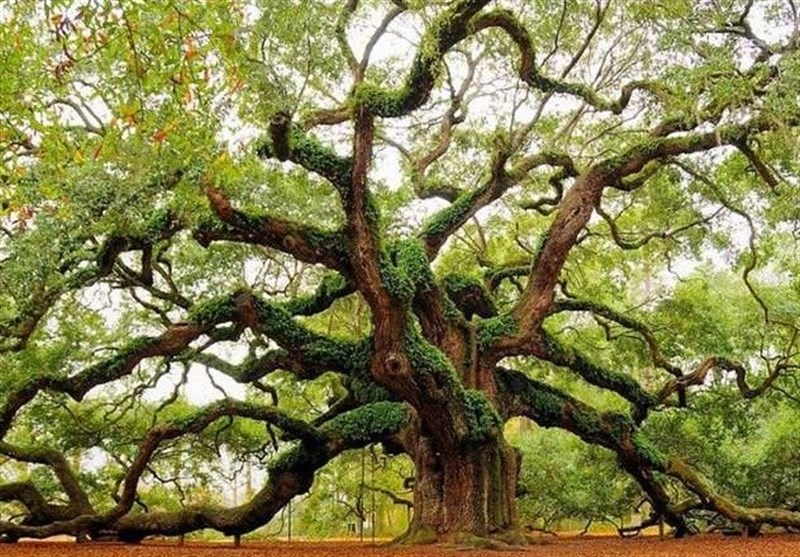 ۸ درخت قدیمی قزوین در انتظار برای ثبت به عنوان اثر ملی