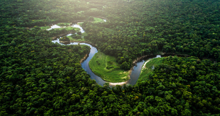 رکورد جنگل زدایی در جنگل های آمازون در ماه ژانویه ۲۰۲۲ شکسته شد
