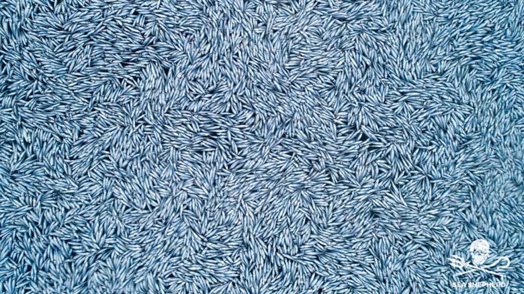 نمایی غم انگیز از هزاران ماهی مرده در اقیانوس اطلس+فیلم