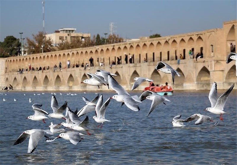 تصاویری زیبا از حضور پرندگان مهاجر در زاینده رود اصفهان