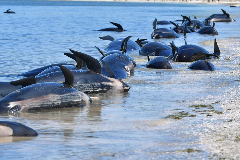 خودکشی دسته جمعی نهنگ ها در سواحل نیوزیلند