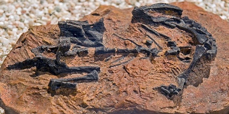 آسیب به رد پای ۱۱۰ میلیون ساله یک دایناسور در آمریکا