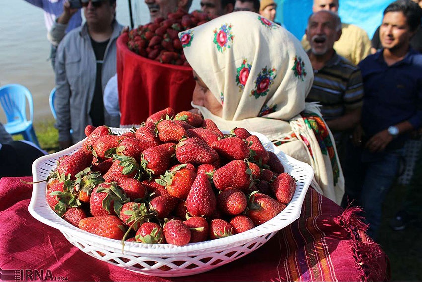 برگزاری جشن ملی توت فرنگی در کردستان