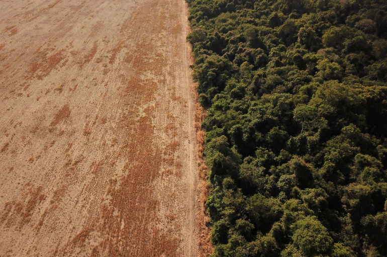 جنگل زدایی گسترده در آمازون برزیل