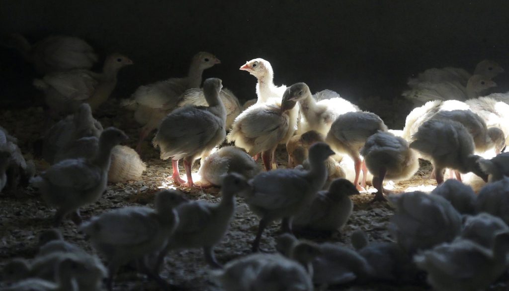 شناسایی دو نوع جدید آنفلونزای مرغی در آمریکا