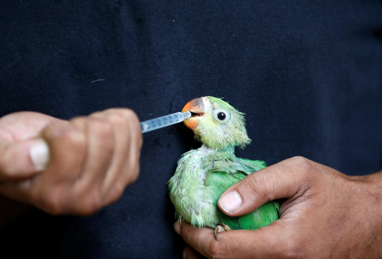 موج گرمای بی سابقه در هند و گرمازدگی قابل توجه پرندگان