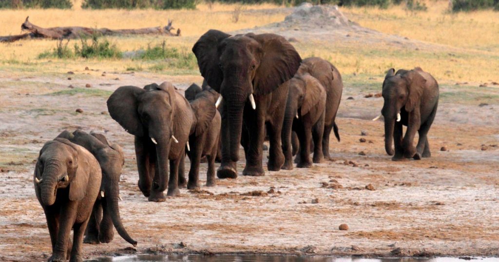 تشدید درگیری میان فیل ها و انسان ها در زیمبابوه