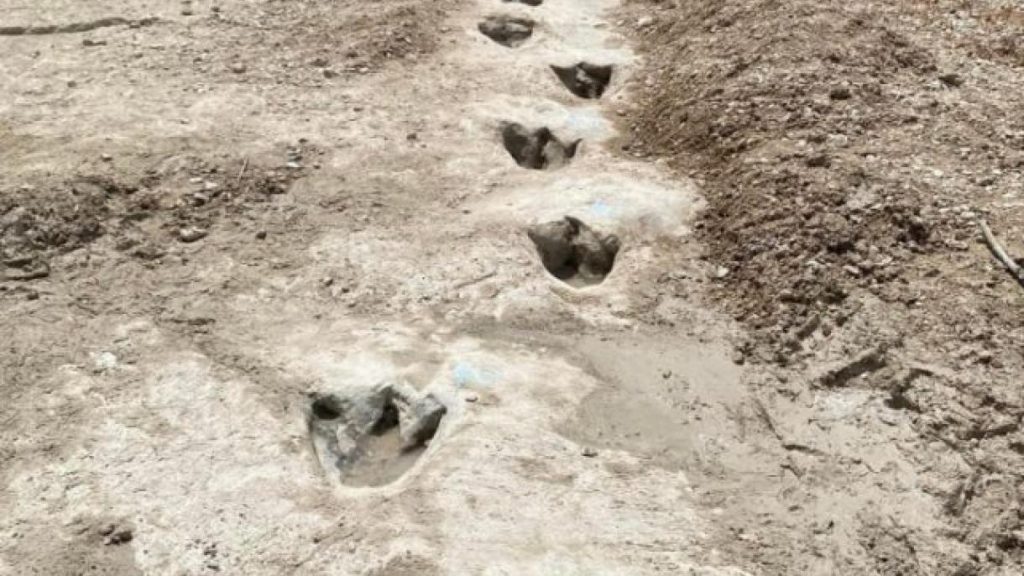 کشف رد پای دایناسور به خاطر خشکسالی در تگزاس