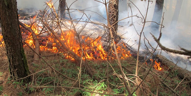 آتش سوزی هفت هکتار از جنگل سوزنی برگ در غرب گلستان