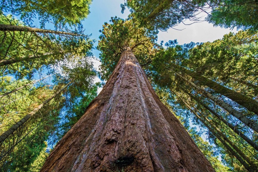 بلندترین درخت جهان
