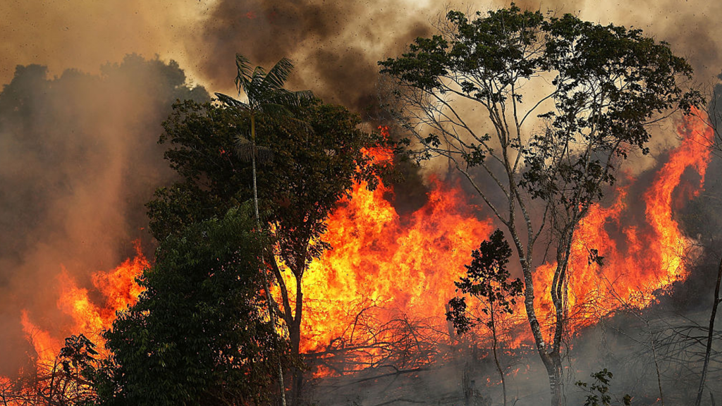 موج گسترده آتش‌سوزی در آمازون به دلیل جنگل‌زدایی‌های بی‌رویه