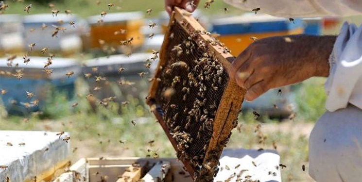 چالش های پیش روی تولیدکنندگان برند جهانی “عسل سبلان”