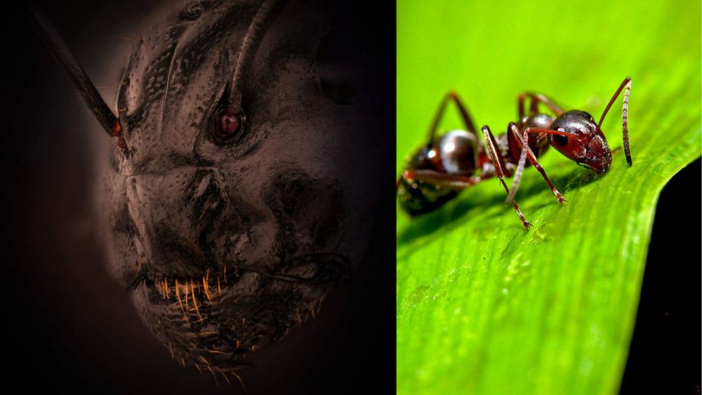تصویر فوق وحشتناک از صورت واقعی یک مورچه در زیر میکروسکوپ