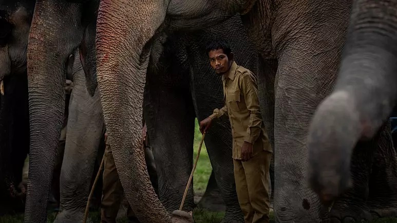 انتقام فیل های هندی از مرد کشاورز