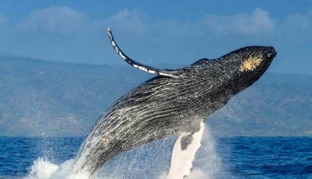 میزبانی زیبا نهنگ از گردشگران/فیلم