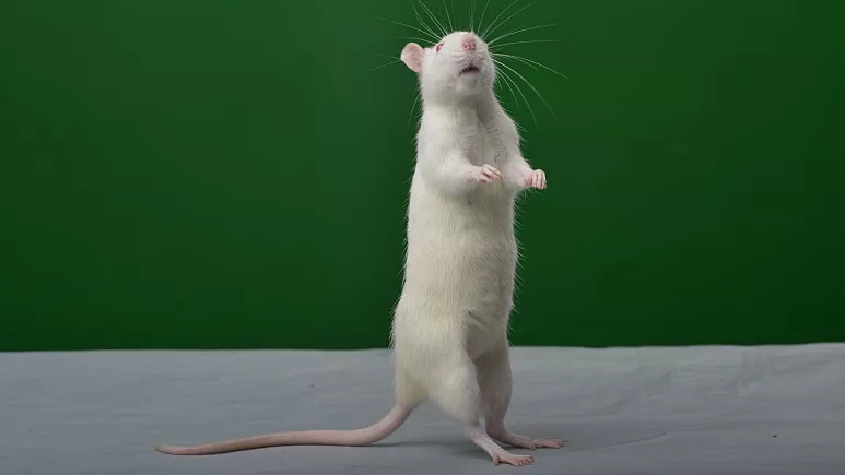 موش‌ها با آهنگ لیدی گاگا ضرب می‌گیرند