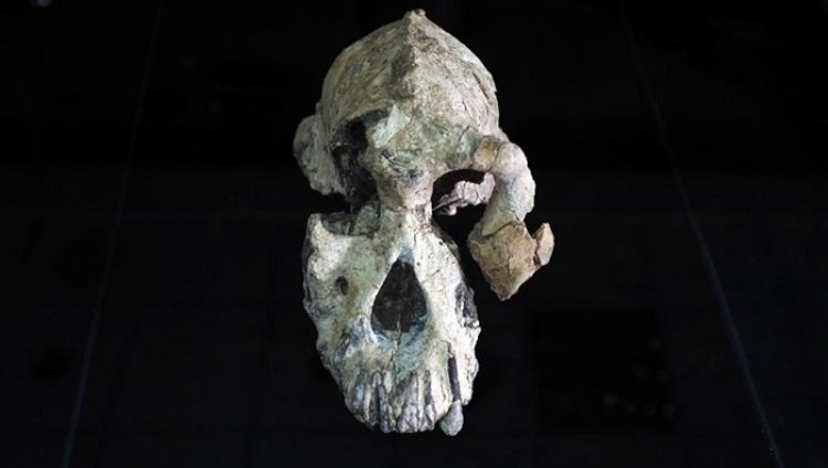 اکتشافات جدید درباره اجداد اسرارآمیز انسان