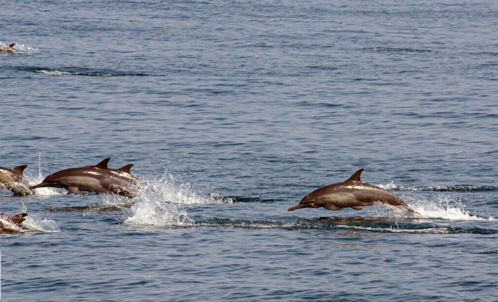 دلفین‌های بازیگوش جزیره هنگام