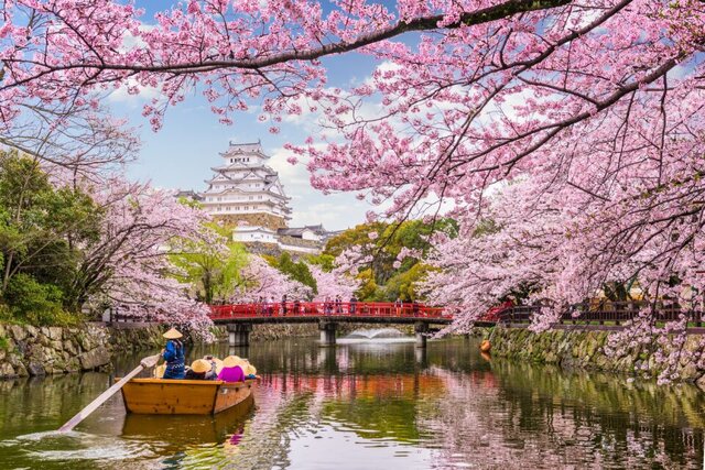 شکوفه های گیلاس توکیو امسال با عجله شهر را تزئین کردند