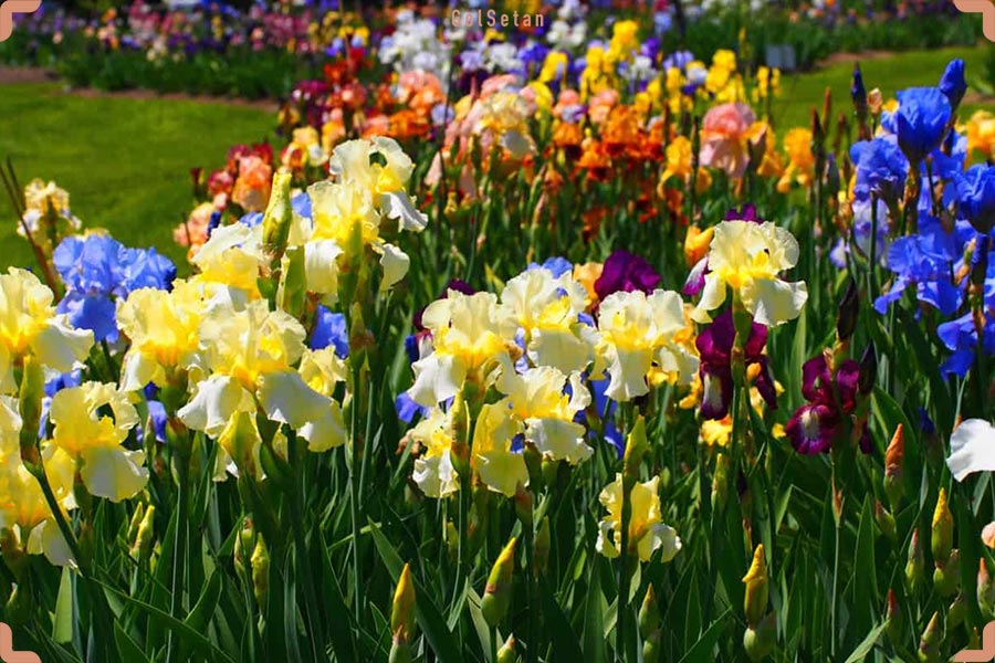 جشنواره گل های زنبق در هلند ایران برگزار شد