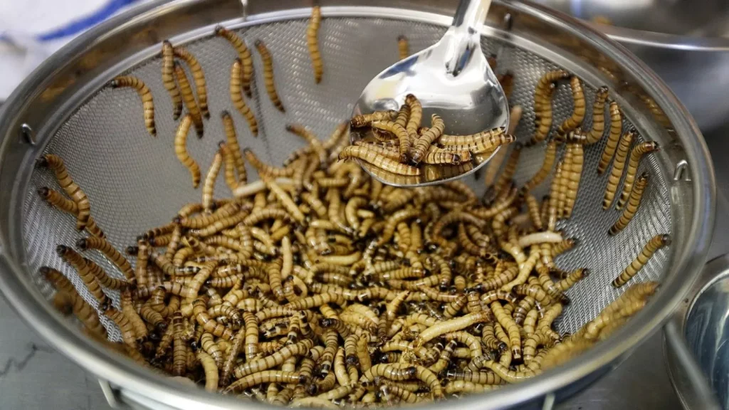 خطوط تولید بزرگترین شرکت تولید کننده حشرات خوراکی گسترش خواهد یافت