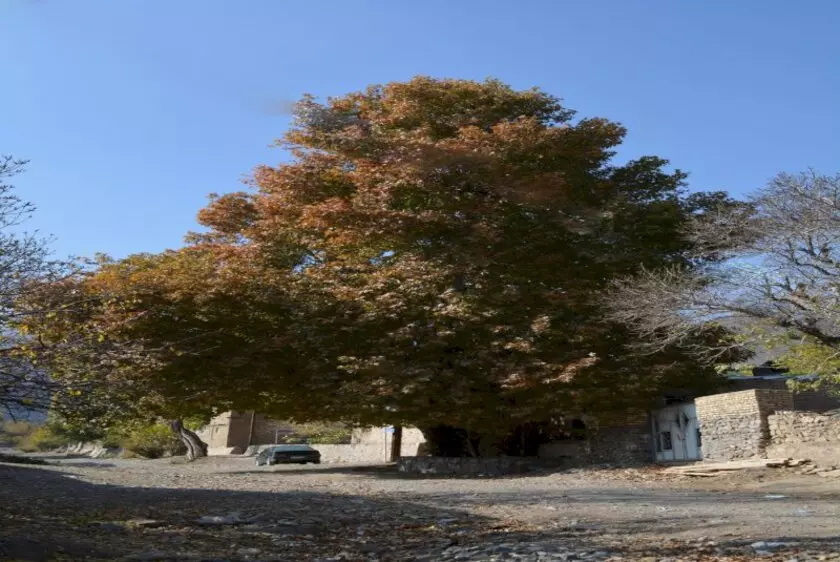 ۲ درخت کهن‌سال روستای ابرسج ثبت ملی شدند