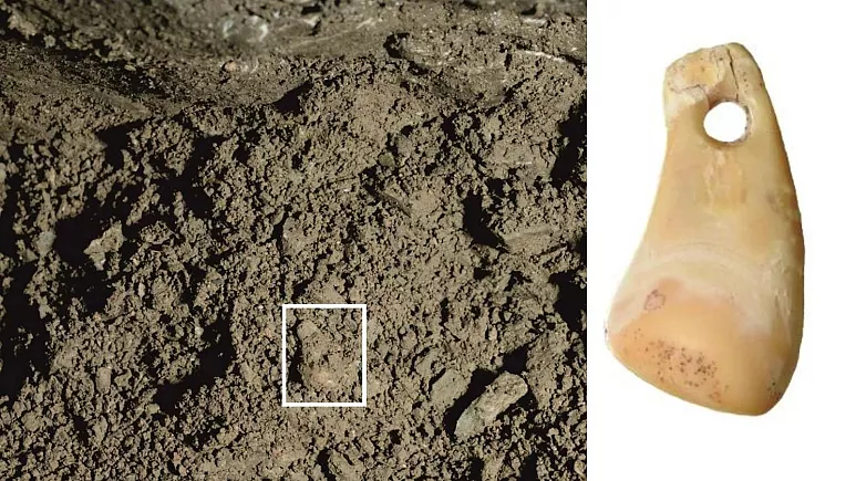 دی‌ان‌ای انسان ماقبل تاریخ در دندان گوزن ۲۰ هزار ساله