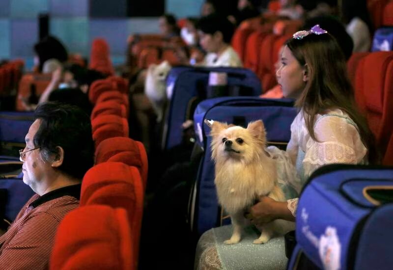افتتاح نخستین سینمای مخصوص حیوانات در تایلند