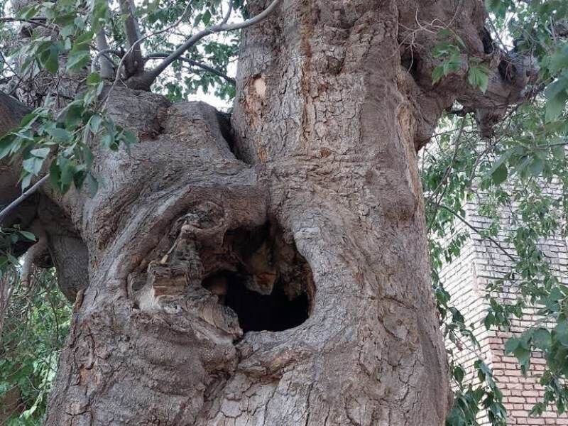 درخت باستانی “داغداغان”یزد ثبت ملی شد