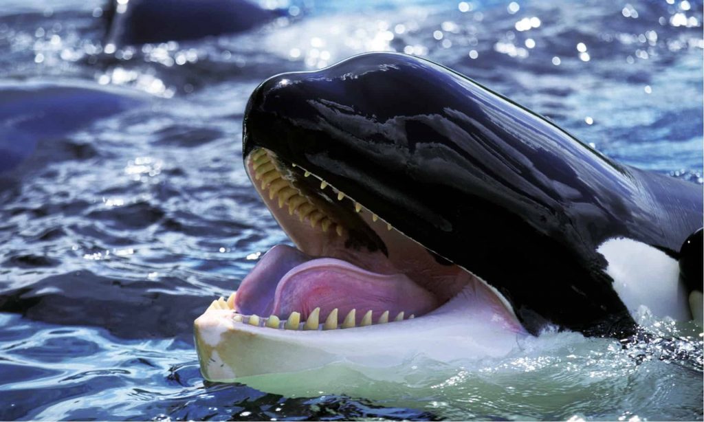 مرگ تلخِ نهنگ قاتل پس از نیم قرن اسارت در میامی