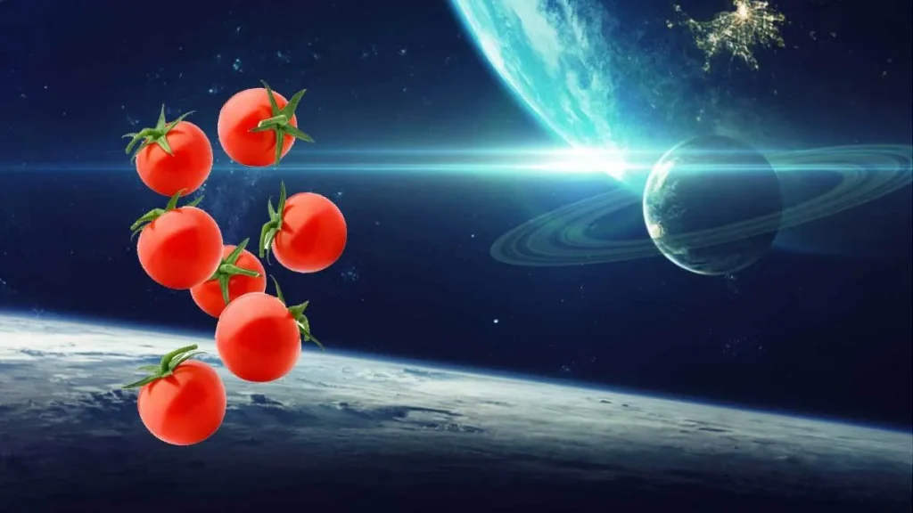 ماجرای گم شدن یک گوجه فرنگی در فضا چیست؟